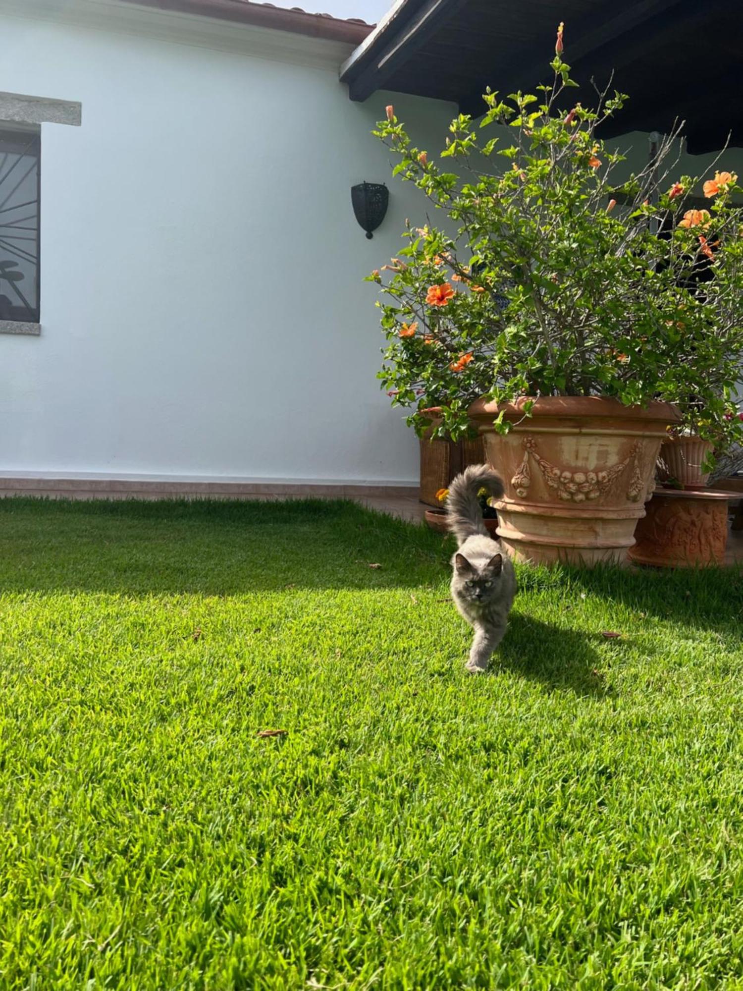 Villa Peditoltu Olbia Esterno foto